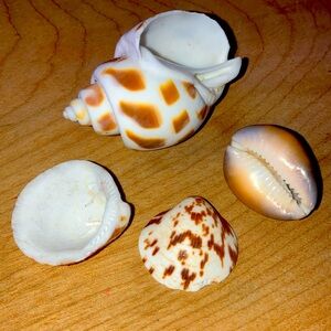 4 unique, genuine shells
